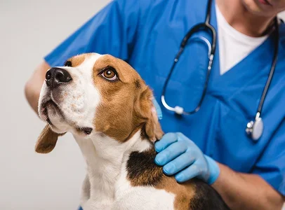 medecine preventive veterinaire à Courville-sur-Eure en Eure-et-Loir 28