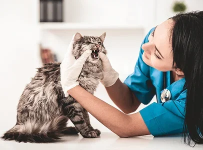 medecine curative veterinaire à Courville-sur-Eure en Eure-et-Loir 28
