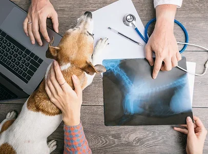 radiologie veterinaire à Courville-sur-Eure en Eure-et-Loir 28