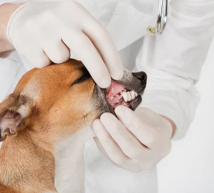 dentiste veterinaire à Courville-sur-Eure en Eure-et-Loir 28