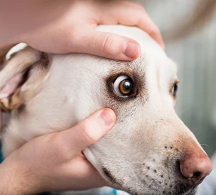 ophtalmologie veterinaire à Courville-sur-Eure en Eure-et-Loir 28